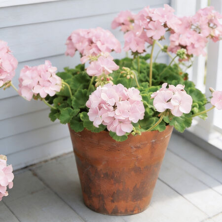 Appleblossom Maverick, Geranium Seeds - Packet image number null